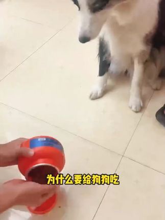 Dr.kit氨糖鲨鱼软骨素狗狗猫咪大中小型老犬猫咪营养补充呵护养护#软骨素 #宠物软骨素 #软骨素钙片 #宠物钙片 #鲨鱼软骨素