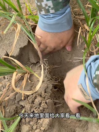 今天来地里给大家看一看我们的这个油莎豆长得怎么样啊!