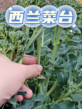 【6.99三包】西兰苔种子!耐热耐寒夏播秋播蔬菜种子春播!#种子 #西兰苔 #春播