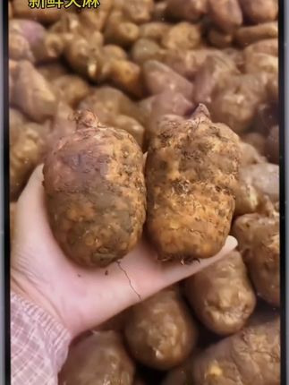 贵州特产新鲜乌天麻现挖高山天麻煲汤纯天然生长现货先发价格划算
