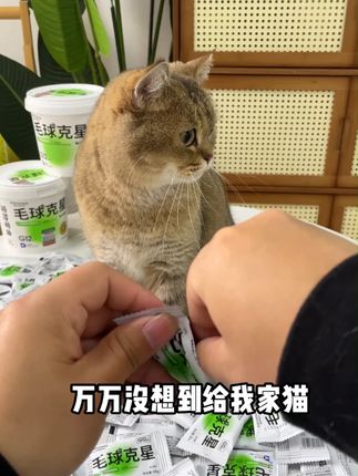 换毛季这么多浮毛,猫咪每天舔进肚子里容易堆积形成毛球 #毛球克星 #俘获毛球克星
