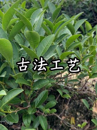 古法工艺 #安溪铁观音 #铁观音 #召唤茶友 #自家茶园 #茶