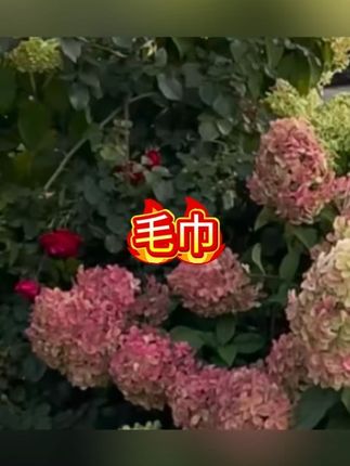 纯棉毛巾擦手洗脸可挂式全棉方巾擦脸家用方形小毛巾柔软吸水速干#毛巾 #毛巾推荐 #毛巾卷 #吸水毛巾 #擦脸巾