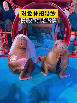 海象秒懂摄影师#海象夫妻 #海象婚纱照 #海象结婚 #海象大胡子