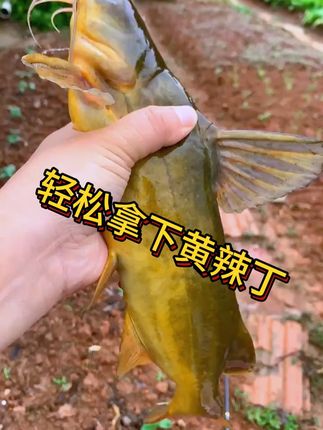 喜欢钓黄辣丁的钓友一定要试试这款羊油酒米窝料#钓鱼的乐趣只有钓鱼人懂 #钓鱼人 #钓黄辣丁 #黄辣丁