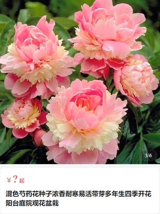 众人都喜欢玫瑰,我独爱#芍药,又是一年种植#芍药花 的季节了,千万要种这个,我怕你沦陷
