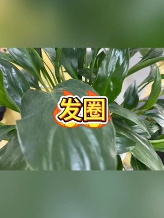 发绳 #发型工具 #学生党必备 #日常实用 #饰品收纳 #高弹力
