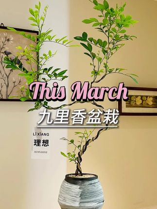 客厅玄关摆放高级感的好事成双造型九里香盆栽 不要错过啦,这是一款艺术感,造型柔美的老桩九里香盆栽。适合放在禅意家居室内任何地方,彰显艺术气氛,意境感十足。带盆栽好一整套发出,收到就是成品啦,室内耐阴或者阳台都非常好看好养,一周浇水2-3次左右就可以啦。#九里香 #无限回购的宝藏单品 #客厅植物推荐 #好看的花一定要分享给你 #男士神仙单品