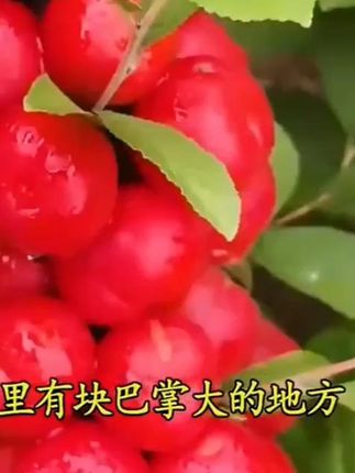 #钙果