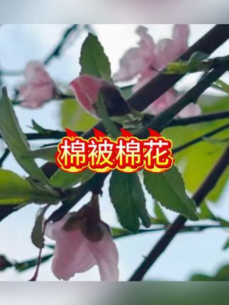 品棉匠新疆长绒棉被棉花被子春秋被夏凉被手工冬被芯棉絮床垫褥子#床上用品 #床上用品家纺 #被子 #被子推荐 #床垫