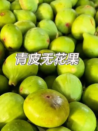 威海的青皮无花果真的好好吃!!各个都是流蜜的,又甜又软糯#新鲜采摘 #应季水果 #强烈推荐 #水果