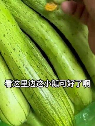 东北老品种长条旱黄瓜 现摘现发清脆爽口#抖音美食推荐官 #黄 #抖音美食推荐官# 蔬菜 #黄瓜# 旱黄瓜 #东北旱黄瓜