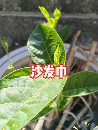 御锦年沙发巾盖布巾沙发垫套罩四季通用一片式全包防滑盖毯出租屋 #沙发巾 #沙发垫 #沙发盖巾