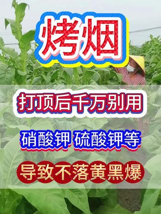 烤烟打顶后千万别用硝酸钾,硫酸钾导致不落黄。 #烤烟 #烤烟落黄 #烤烟打顶