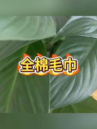 全棉毛巾四条装新疆棉吸水 #不掉毛 #亲肤面巾 #成人适用 #乐斐优品 #家用必备