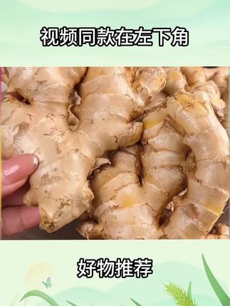 z老品种小黄姜# 新鲜老姜 # 现挖现发 # 姜 # 生姜 # 云南小黄姜