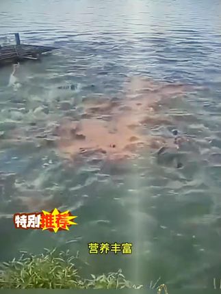 通威饲料原塘颗粒1038 钓鱼127养鱼饲料鱼食鲤鱼鲫鱼草鱼打窝饵料#水族用品 #钓鱼饵料推荐 #钓鱼127养