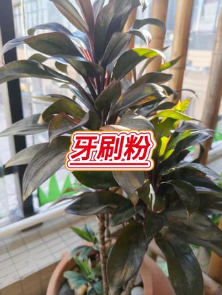 青海茶卡大青盐 四川炮附 代客打粉150克 #刷牙粉 #好物分享 #牙粉
