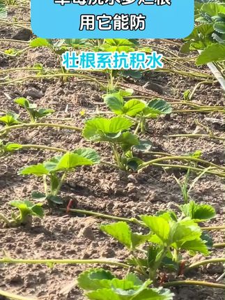 草莓浇水多烂根用它能防#巨大星棒福根 #死棵烂苗有救了 #草莓种植 #农业种植 @巨大星-龙灯水溶肥源头厂家 @龙灯巨大星-膨果肥源头厂家 @巨大星—龙灯膨果翟工