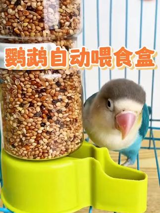 家里有鸟的,就用这款鸟用饮水器,自动出水,能让鸟宝喝到干净水!