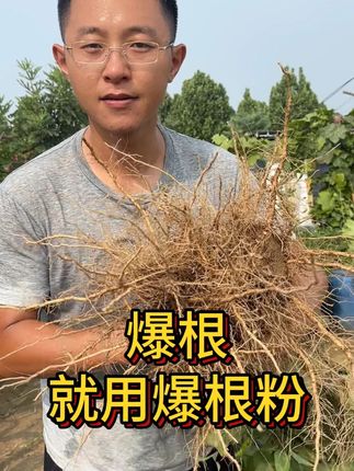 作物爆根,就用爆根粉。 #种植小技巧 #农业种植 #三农 #生根