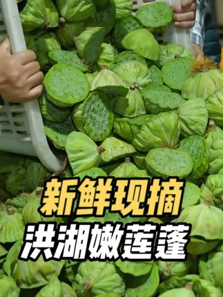 快来尝一尝我们湖北洪湖的嫩莲蓬,吃起来脆嫩爽口的,一口一个不吱声#新鲜采摘 #洪湖新鲜嫩莲子 #应季新鲜水果