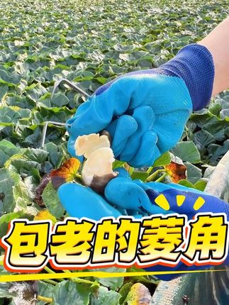 天井湖的每一颗菱角都是老菱角! 和我一样爱吃老菱角的家人有福拉,我们都是精选个大饱满老菱发出,粉糯香甜超级好吃!#新鲜采摘 #粉糯香甜 #老菱角