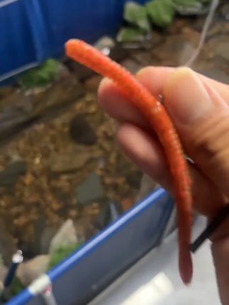 新手玩鲈鱼超好用超简单的软饵,便宜好用上鱼率高#面条虫 #路亚钓手阿雨 #平价好物
