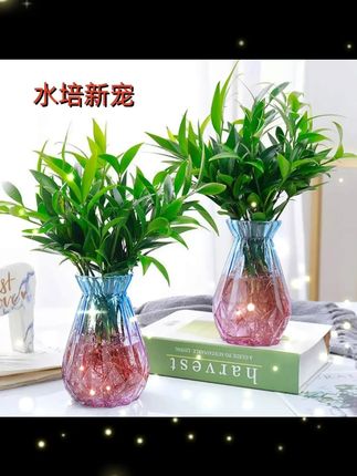 #竹柏 #室内绿植推荐 #水培植物 #爱生活爱养花 #净化空气