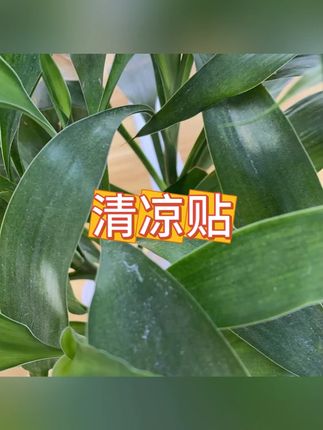 冰凉贴 #夏日 #降温 #冰凉贴 #军训 #降温