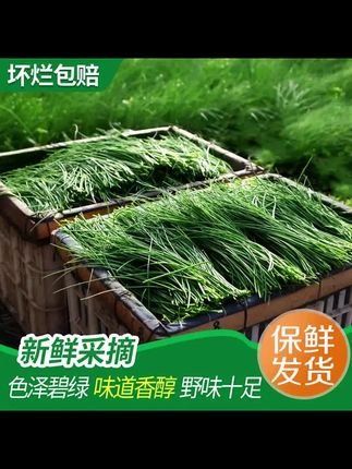 顺丰包邮 现采沙葱甘肃民勤特产农家野菜新鲜蔬菜火锅凉拌饺子馅 #沙葱 #民勤特产 #大自然的馈赠