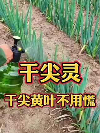 厂家直发!【超值9.9元5袋】大葱大蒜韭菜种植专用叶面肥(干尖灵)