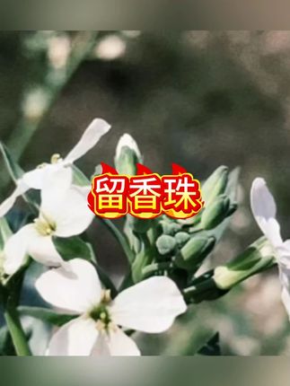T′uoci香氛留香珠衣物增香持久洗衣柔软护衣凝珠超香#留香珠 #留香珠让你每天都香香的 #留香珠推荐 #洗衣服 #洗衣神器
