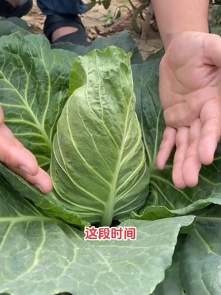 【全店满5元包邮】牛心甘蓝包菜种籽#阳台小院均可种植 #牛心甘蓝 #蔬菜种植 #阳台小院均可种植 #四季蔬菜种子 #蔬菜种植