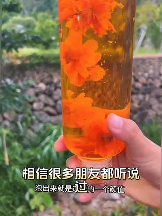 冰菊新疆西域冰菊胎菊新货高山冰菊泡水浓醇口感特产#新疆特产 #冰菊 #胎菊 #泡茶好物 #浓醇口感