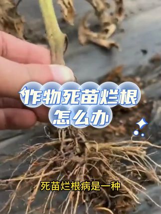 死苗烂根病这样治! 作物死苗、烂根、根腐专用药,死苗烂根专用杀菌剂,防治结合,效果好#死苗烂根 #死苗烂根专用药 #根腐病 #根腐病防治