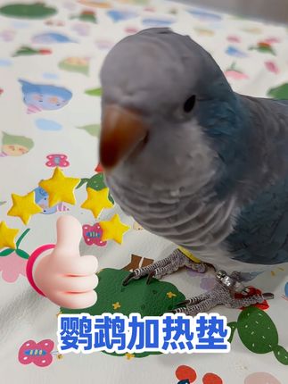 极寒降临,鸟宝的温暖由我们来守护👍#好物推荐🔥 #鹦鹉 #鹦鹉鹦鹉萌萌哒逗鹦鹉 #降温神器 #鹦鹉加热垫