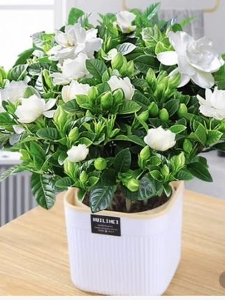 风经过时,带走了花瓣,留下了香气#花卉绿植 #栀子花 #室内盆栽
