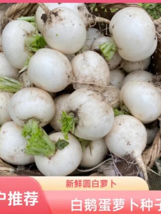 【白鹅蛋萝卜种子】露天种植清脆圆白小萝卜腌菜泡菜甜脆爽口蔬菜 【白鹅蛋萝卜种子】露天种植清脆圆白小萝卜腌菜泡菜甜脆爽口蔬菜
