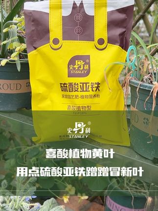 这款硫酸亚铁太绝了!喜酸植物用了,叶片油亮开花旺 #花卉绿植 #好物推荐🔥 #花肥