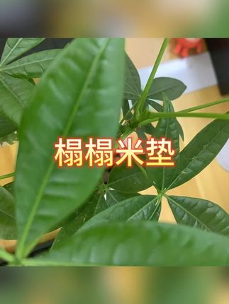 榻榻米垫 #床垫 #地垫 #可折叠 #榻榻米搭配 #床褥