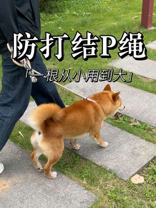 用P绳出门遛弯就是方便,还能纠正狗狗乱吃乱咬爆冲的坏习惯#柴犬 #P绳 #狗 #萌宠 #狗