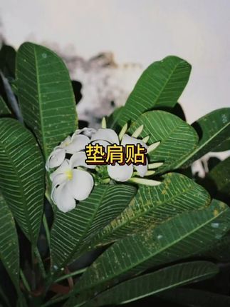 大头溜肩真的试试肩贴!会爱上的,真的太香了#垫肩 #硅胶垫肩 #变美小技巧 #在抖音入手的好东西 #无限回购的宝藏单品