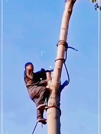 #上热门 多功能高枝剪锯子高枝锯园林手锯修剪腰锯高空锯果树花木修枝锯 #果园修枝锯 #方便好用 #农民好帮手 #助力三农 多功能加粗手锯高枝剪锯子高枝锯园林手锯腰锯高空锯修剪树枝锯