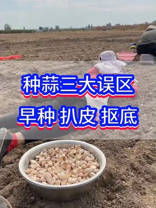 #大蒜增产增收 #三农 #紫皮大蒜 #大蒜种植 #农业种植