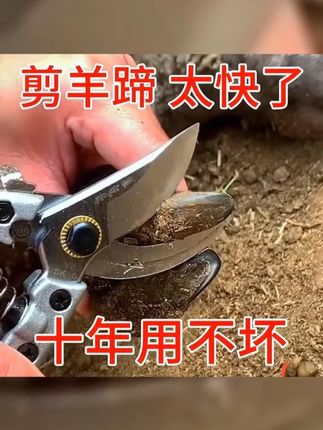 羊修蹄剪刀修蹄剪羊蹄剪牛修蹄钳猪蹄修整蹄裂蹄腐蹄龟裂口蹄疫剪 #畜牧养殖 #农村养羊 #养殖人加油