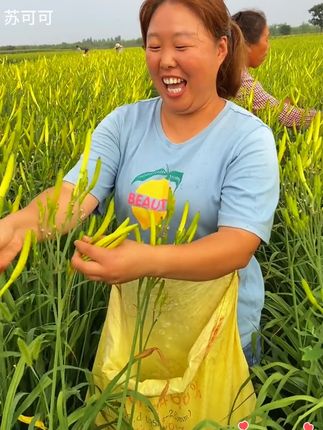#黄花菜 又叫忘忧草,营养丰富,吃法多样,种植也简单1#黄花菜种子 #阳台花盆小院均可种植 #金针菜