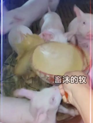 #养猪#科学养殖#仔猪养殖#好物推荐🔥