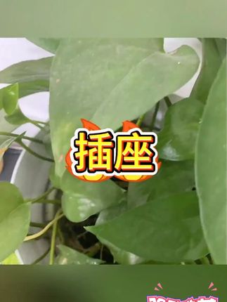 扩展式插座86型明装插座墙上固定拓展插座面板多孔多功能原位替换 #午睡枕 #趴睡枕 #枕头 #午休枕 #午睡神器