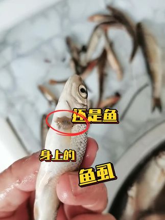 教你处理各种寄生问题#四大家鱼#水产养殖#水产人#水产养殖技术